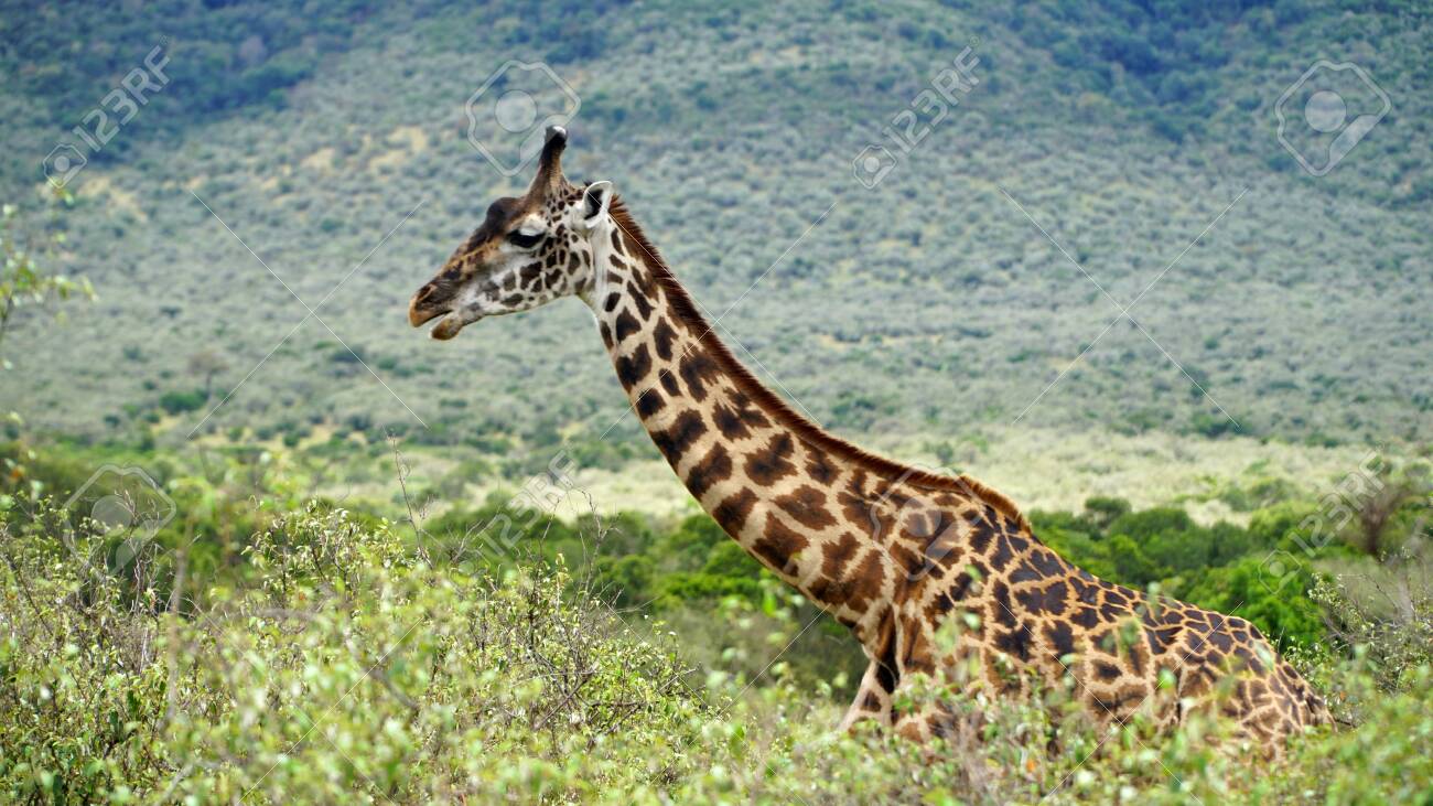 Giraffe Walk Through the Savanna Between the Plants - 144135008 Giraffe Walk Through the Savanna Between the Plants - 144135008