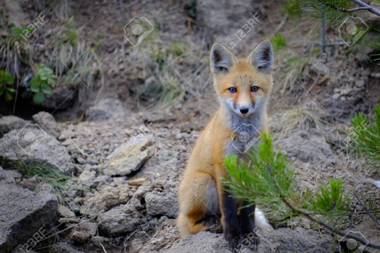 デン荒野の動物の尻尾と耳の近くの野生のキツネ の写真素材 画像素材 Image