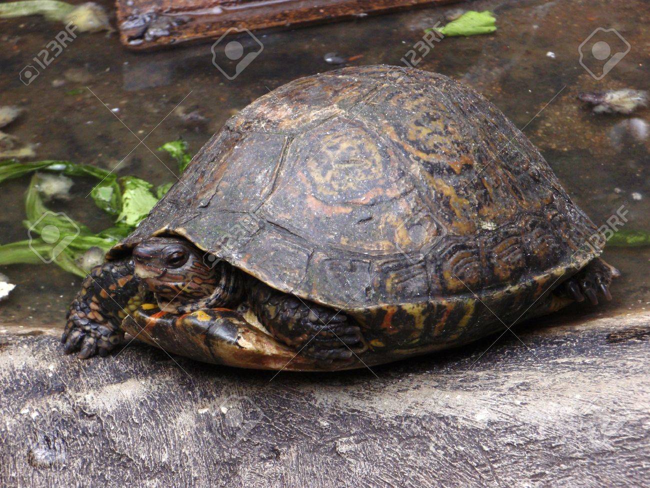Turtle Half Hidden In Shell Rest On A Log At A Butterfly Farm