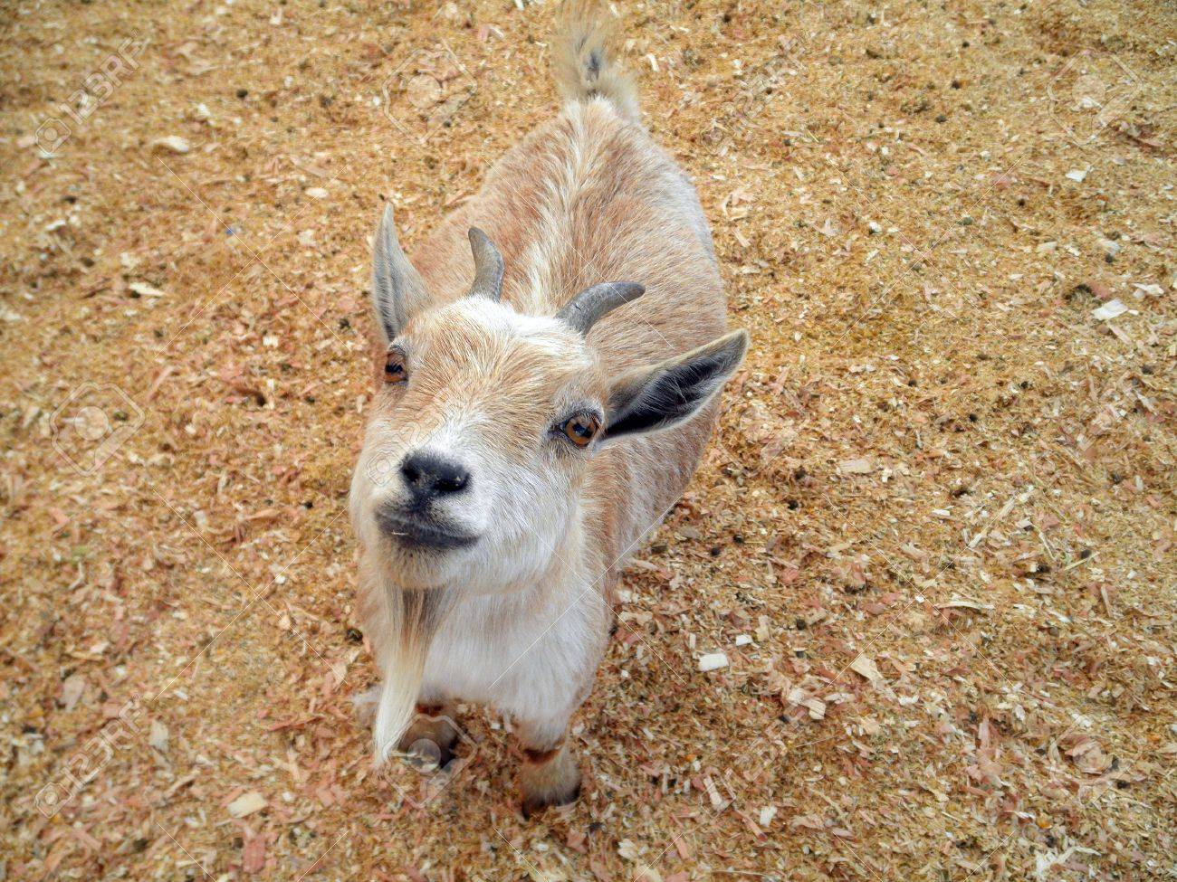 赤ちゃんヤギ角とヤギひげを持つカメラふれあい動物園を見上げた の写真素材 画像素材 Image 赤ちゃんヤギ角とヤギひげを持つカメラふれあい動物園を見上げた の写真素材 画像素材 Image