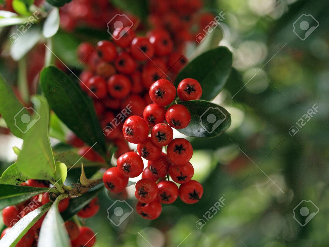 Little red fruit on tree