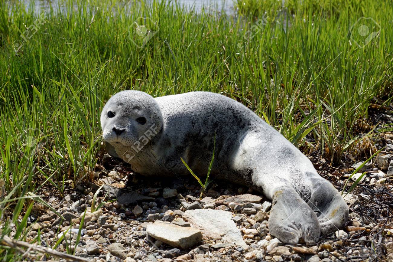 Bebe Phoque A Fourrure De Repos Avec Les Yeux Ouverts Sur L Herbe Dans Le Maine Banque D Images Et Photos Libres De Droits Image
