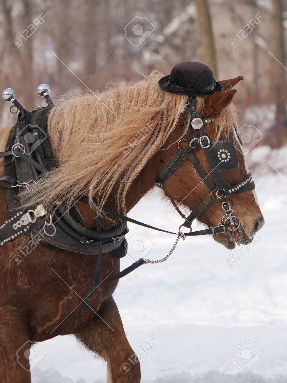 horse with hat pulling