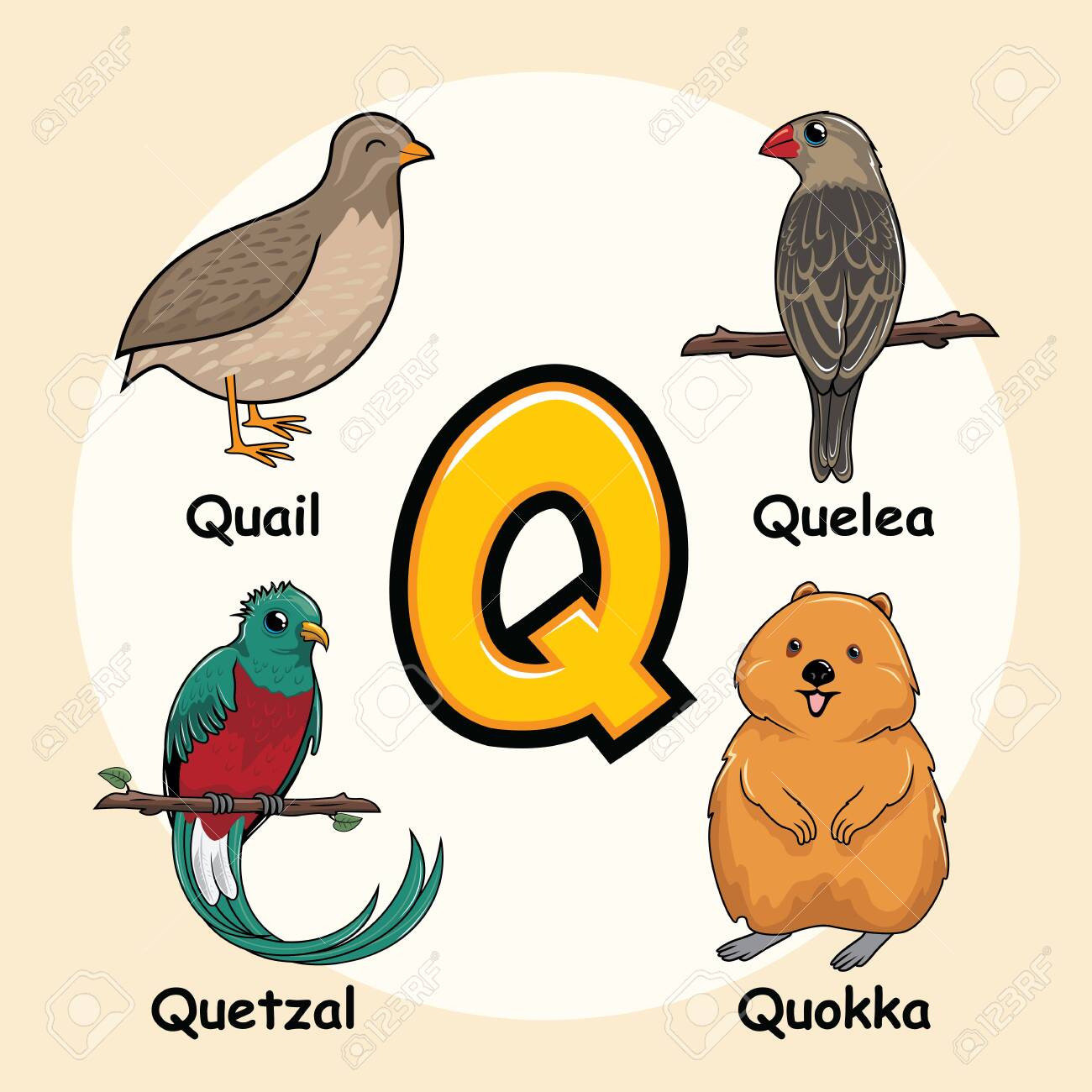 Cute Animals Alphabet Letter Q For Quail Quelea Quetzal Quokka Royalty Free Cliparts Vectors And Stock Illustration Image 152661456