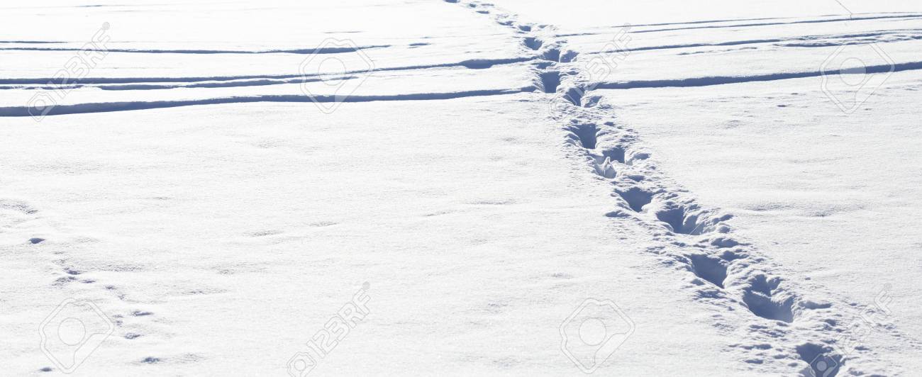 Des Pas Dans La Neige D Une Cloture En Arriere Plan Banque D Images Et Photos Libres De Droits Image