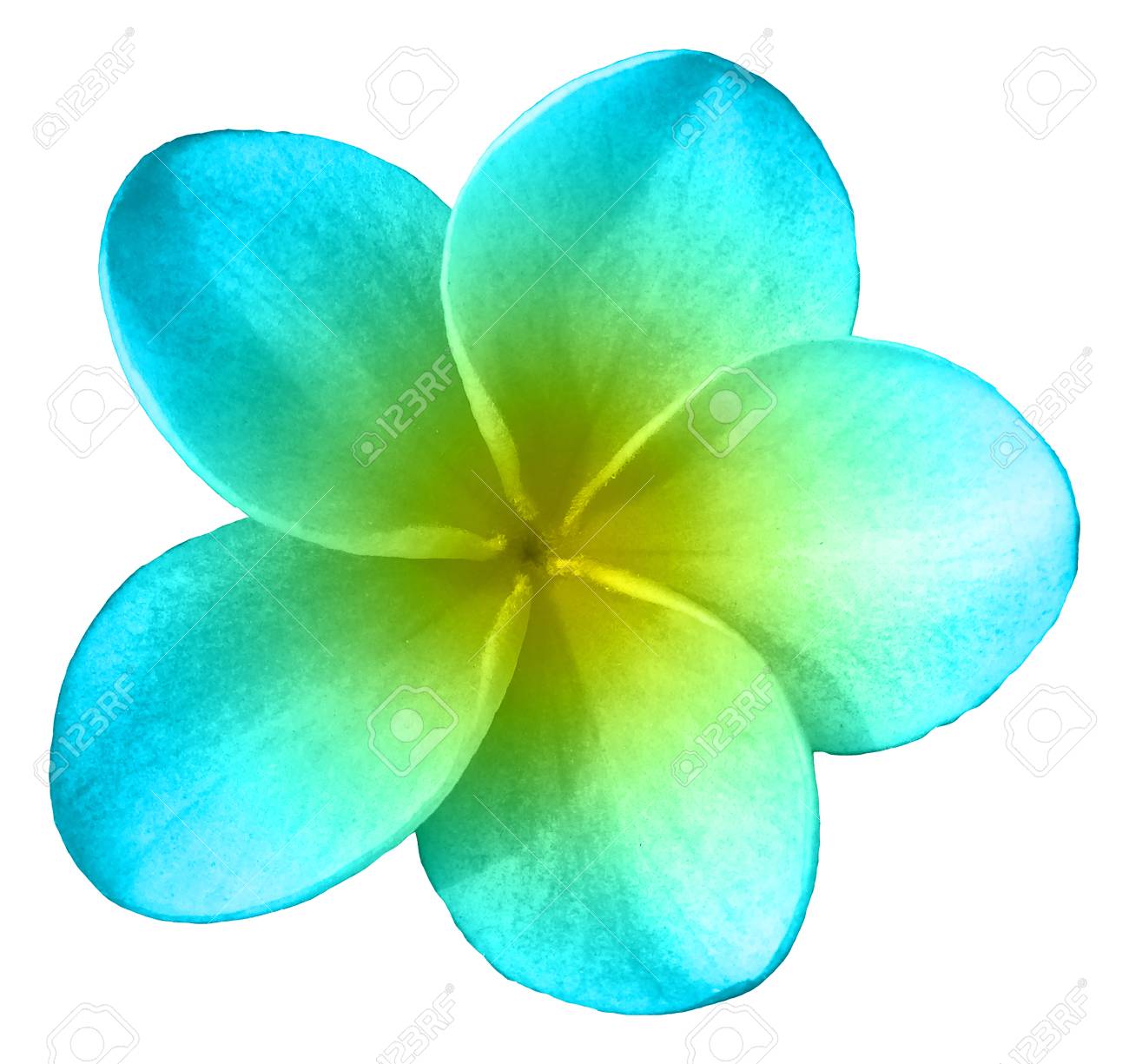 Blue And Yellow Plumeria Isolatedの写真素材・画像素材 Image 71822699