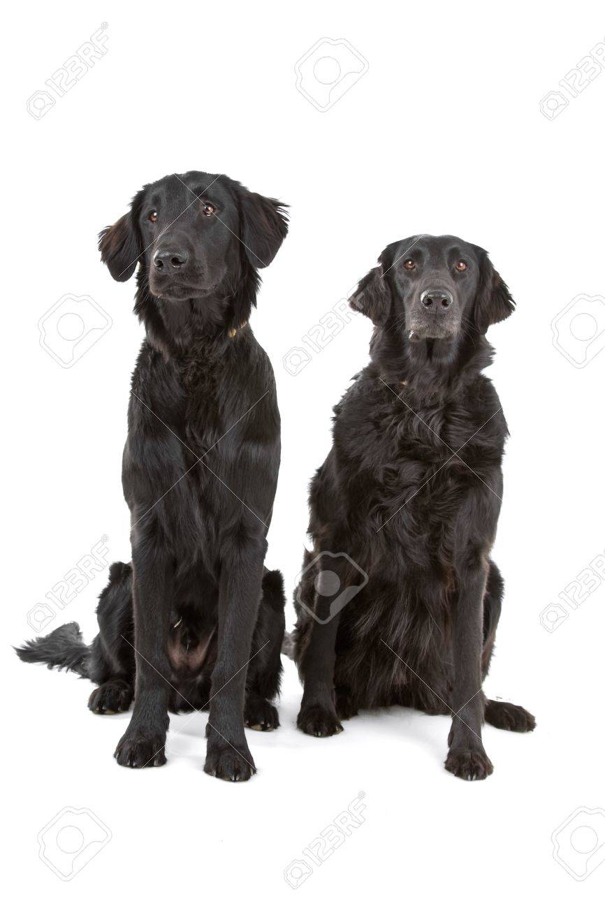 black coated retriever