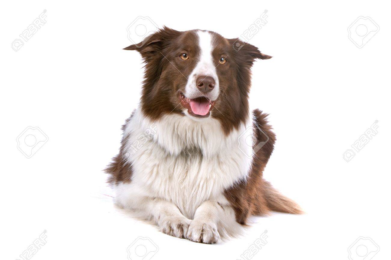 茶色と白のボーダーコリー犬の正面図 の写真素材 画像素材 Image