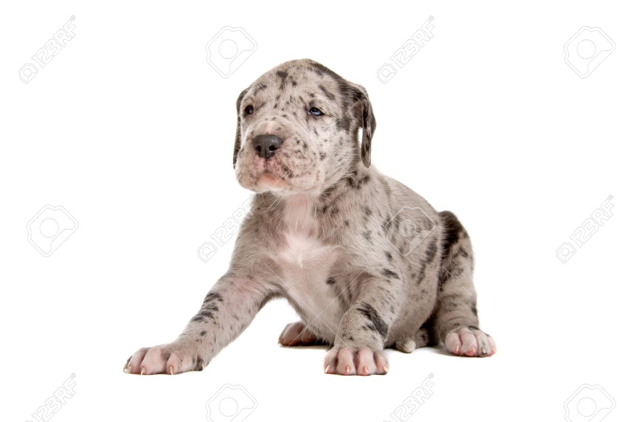 blue merle dane