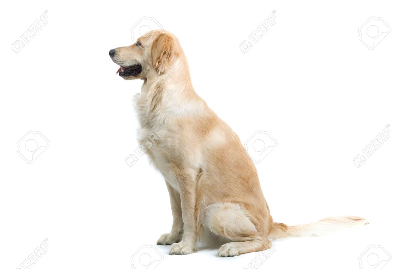 Canine Anatomy Pose Dog Sitting Dogs Lab Dogs