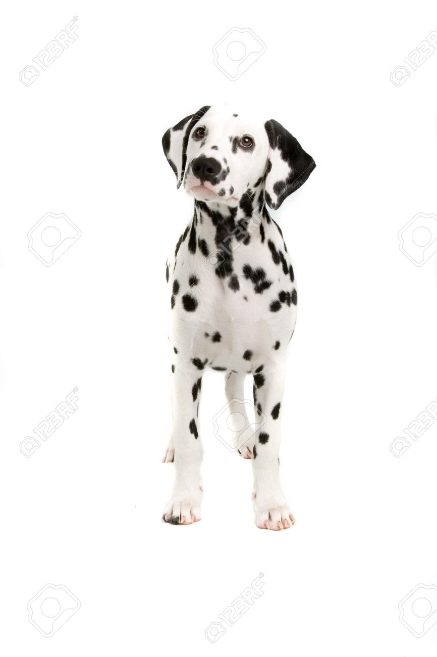 白い背景に分離されたダルメシアン子犬 の写真素材 画像素材 Image