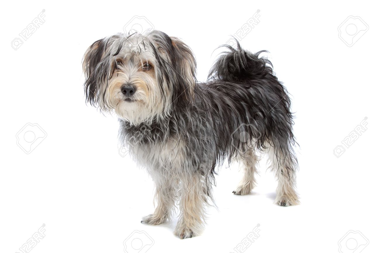 grey and white terrier