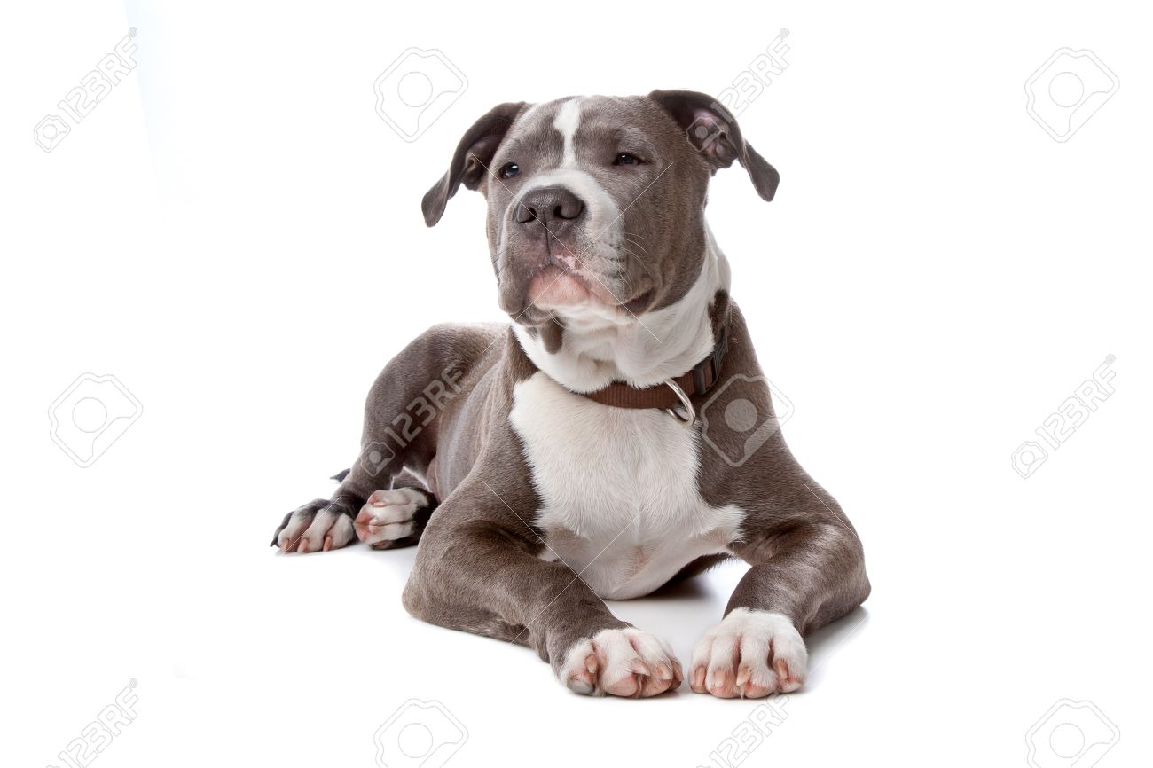 american staffordshire bull terrier