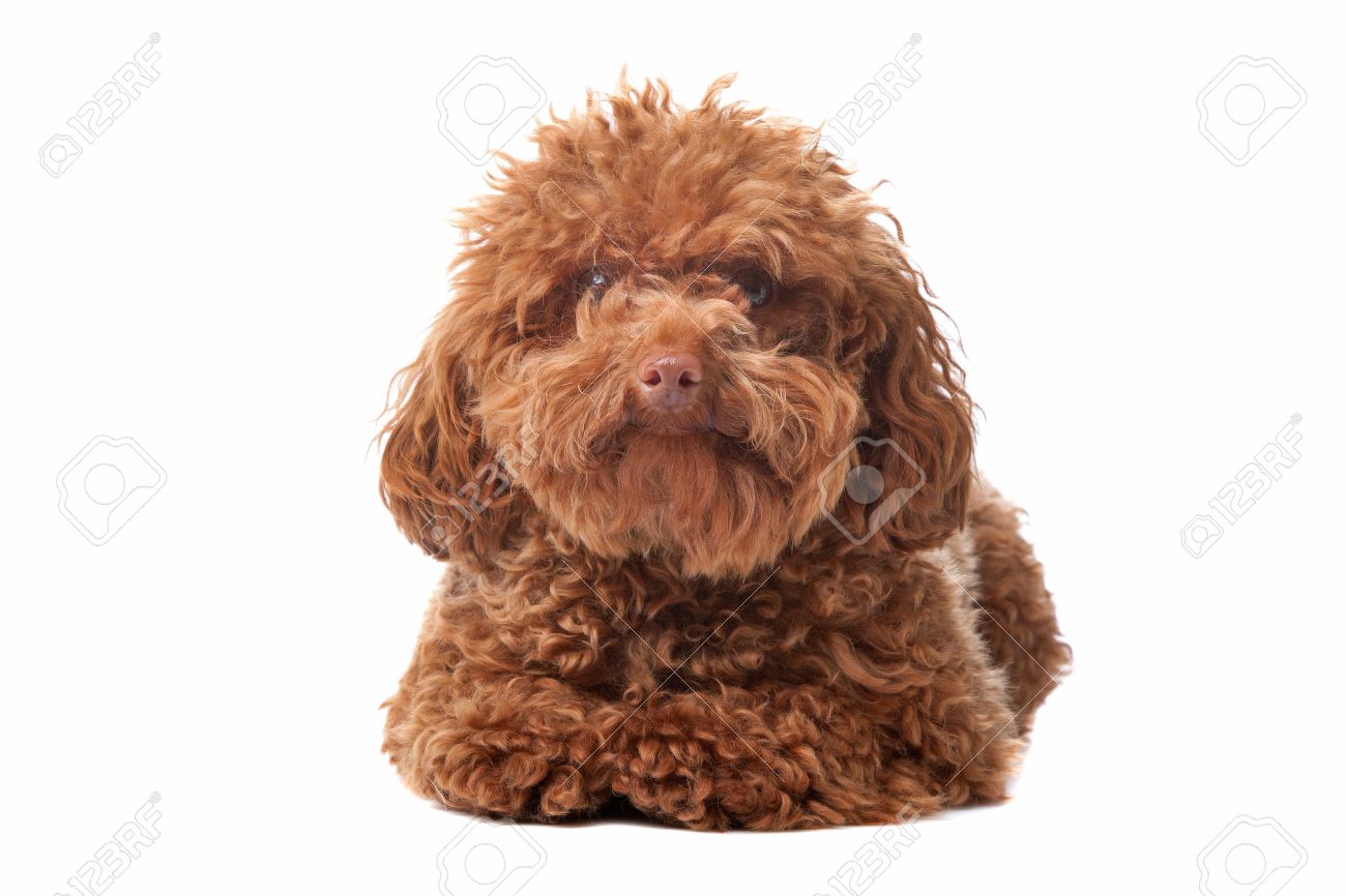 Caniche Toy Marrón Con Acicalado Clásico En Una Pose Fotos, retratos,  imágenes y fotografía de archivo libres de derecho. Image 8114078