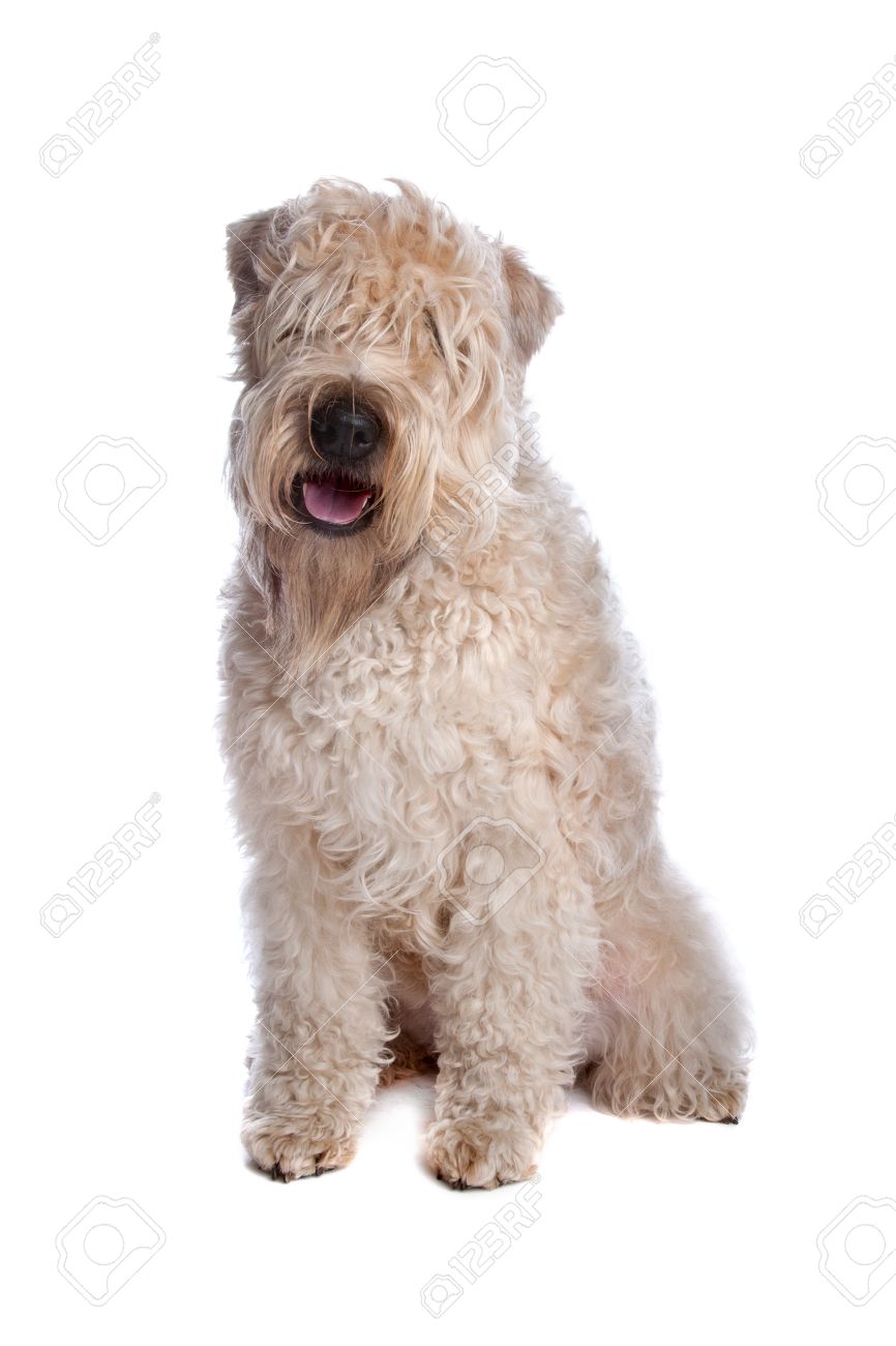 white coated wheaten terrier