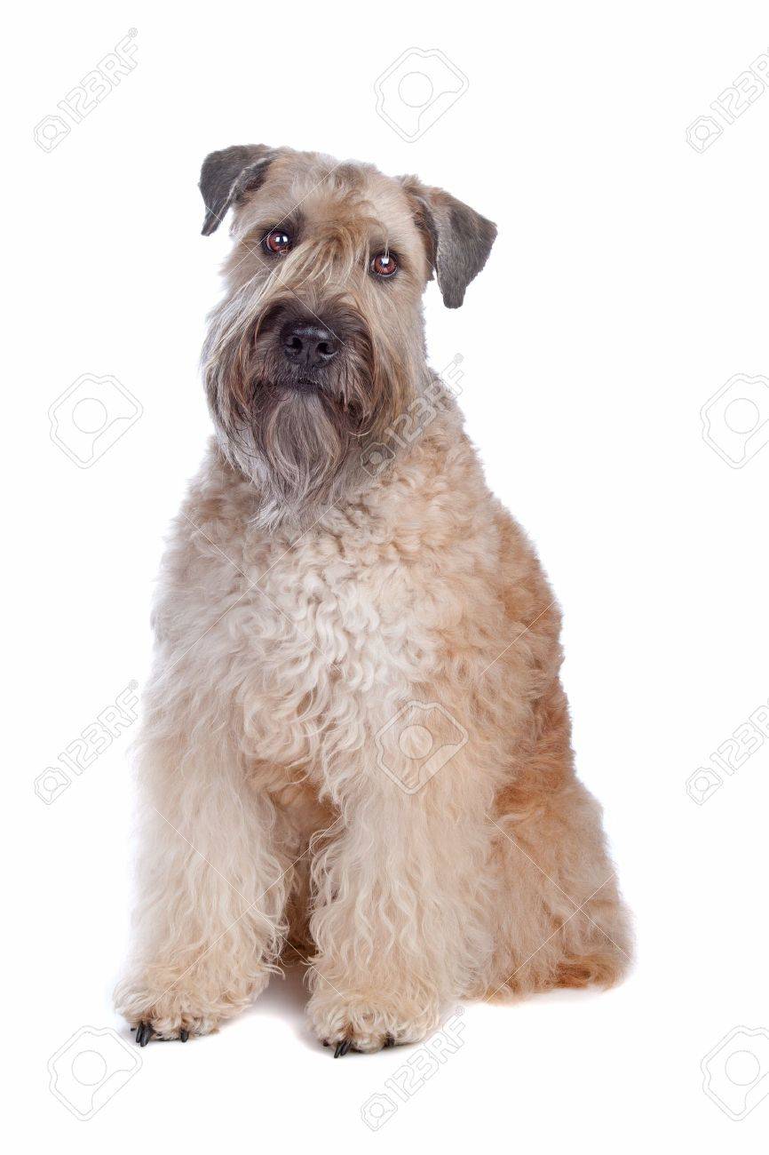 white coated wheaten terrier