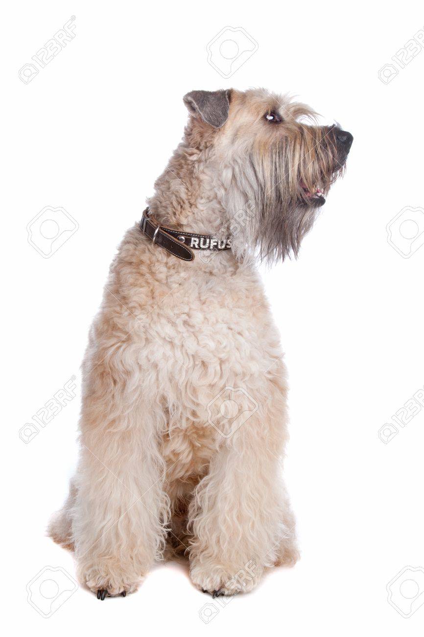 white coated wheaten terrier