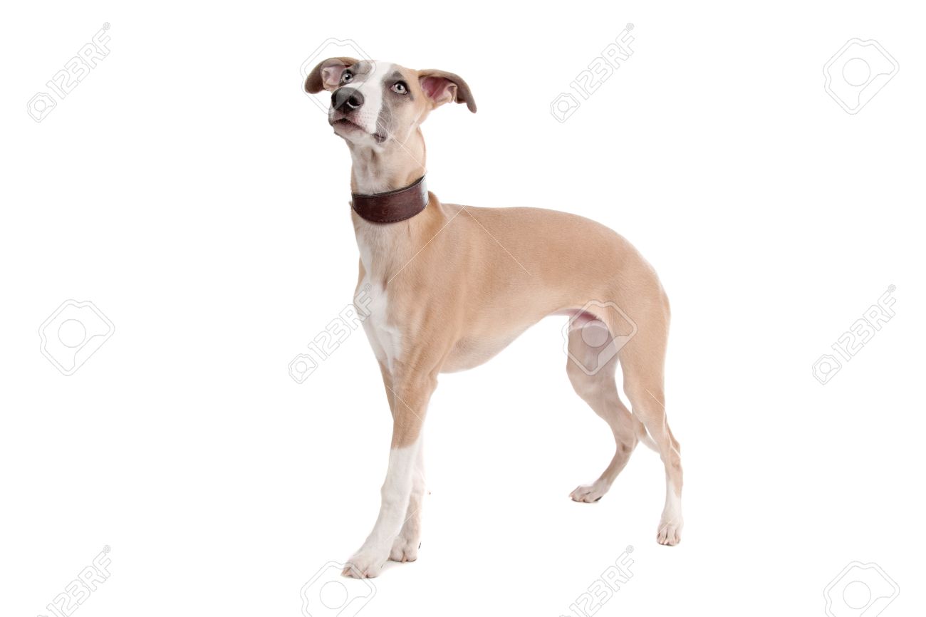 Whippet Puppy Dog In Front Of A White Background Stock Photo