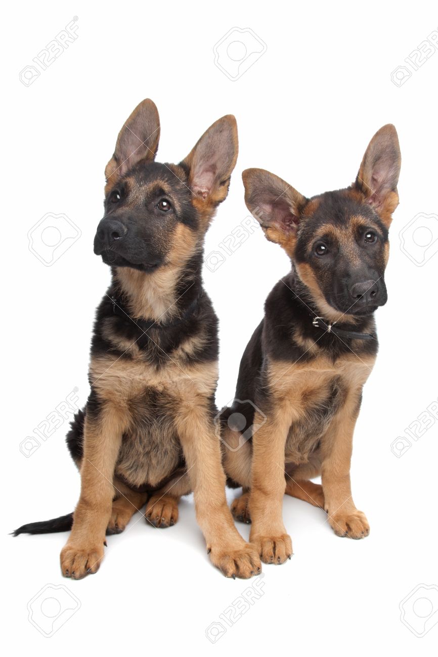 Two German Shepherd Puppies In Front Of A White Background Stock Photo Picture And Royalty Free Image Image 10254897