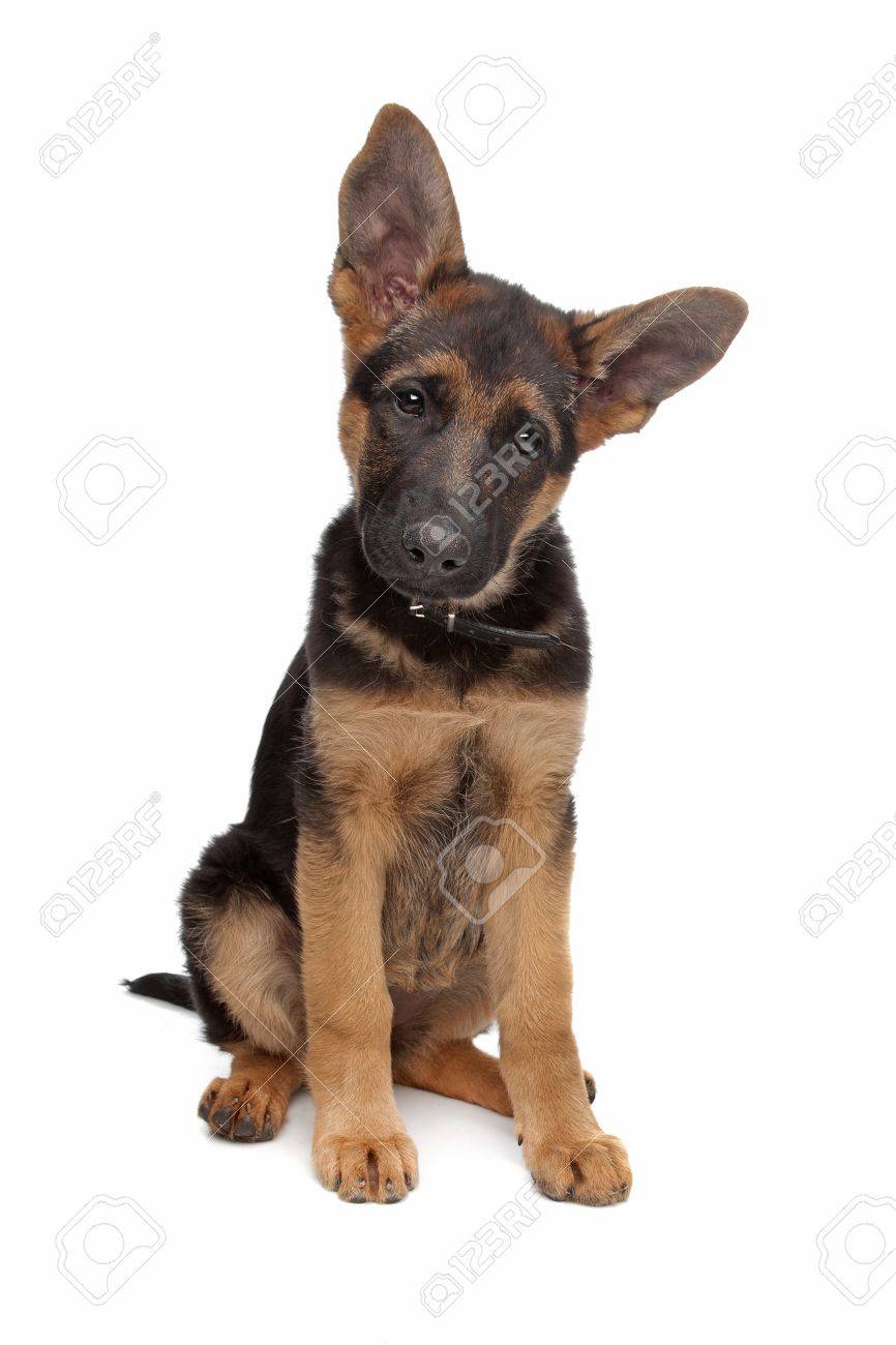 German Shepherd Puppy In Front Of A White Background Stock Photo Picture And Royalty Free Image Image 10254749