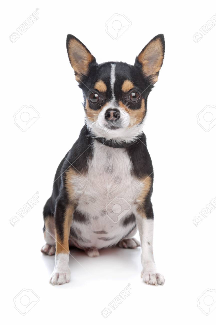 tri colored chihuahua