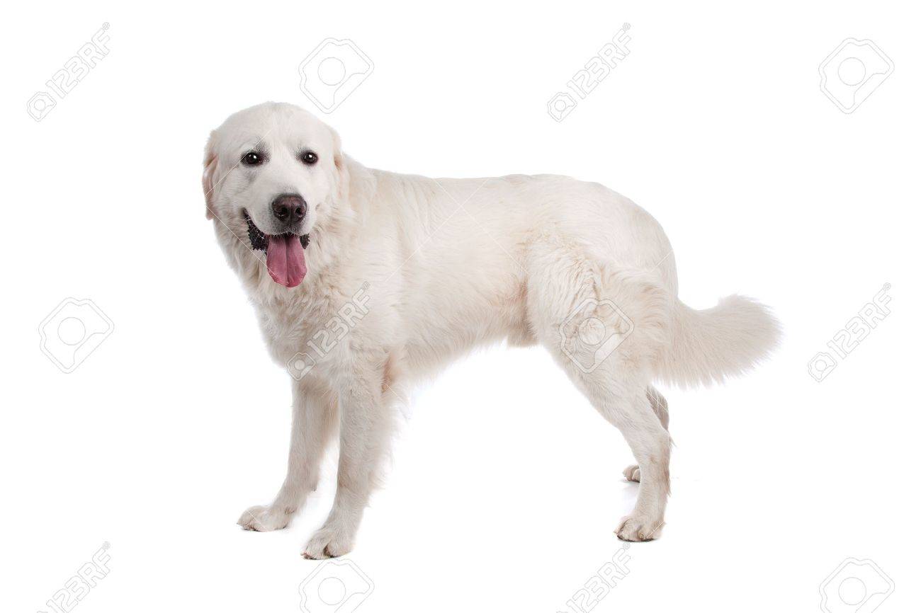 Polish Tatra Sheepdog In Front Of A White Background Stock Photo Picture And Royalty Free Image Image 11002009