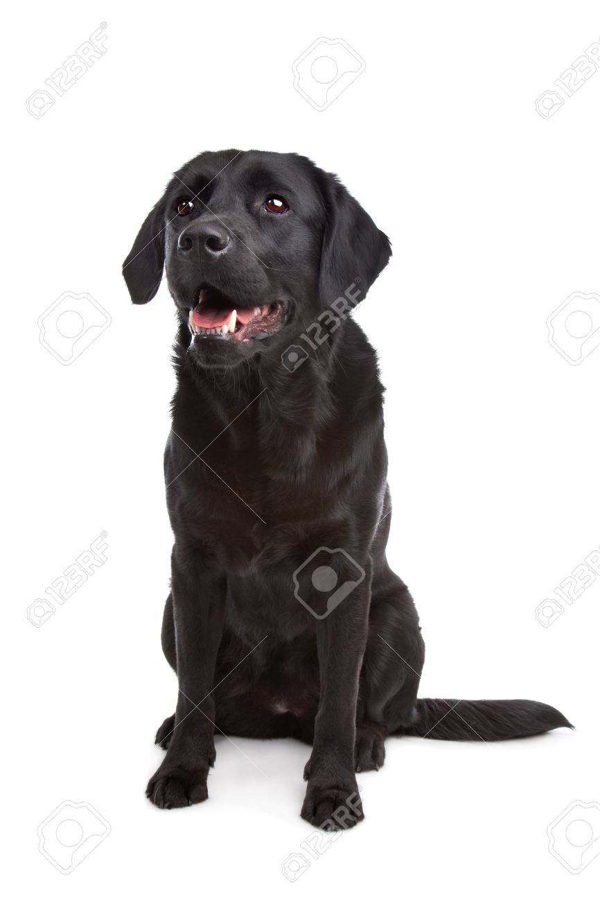 flat coated retriever cross