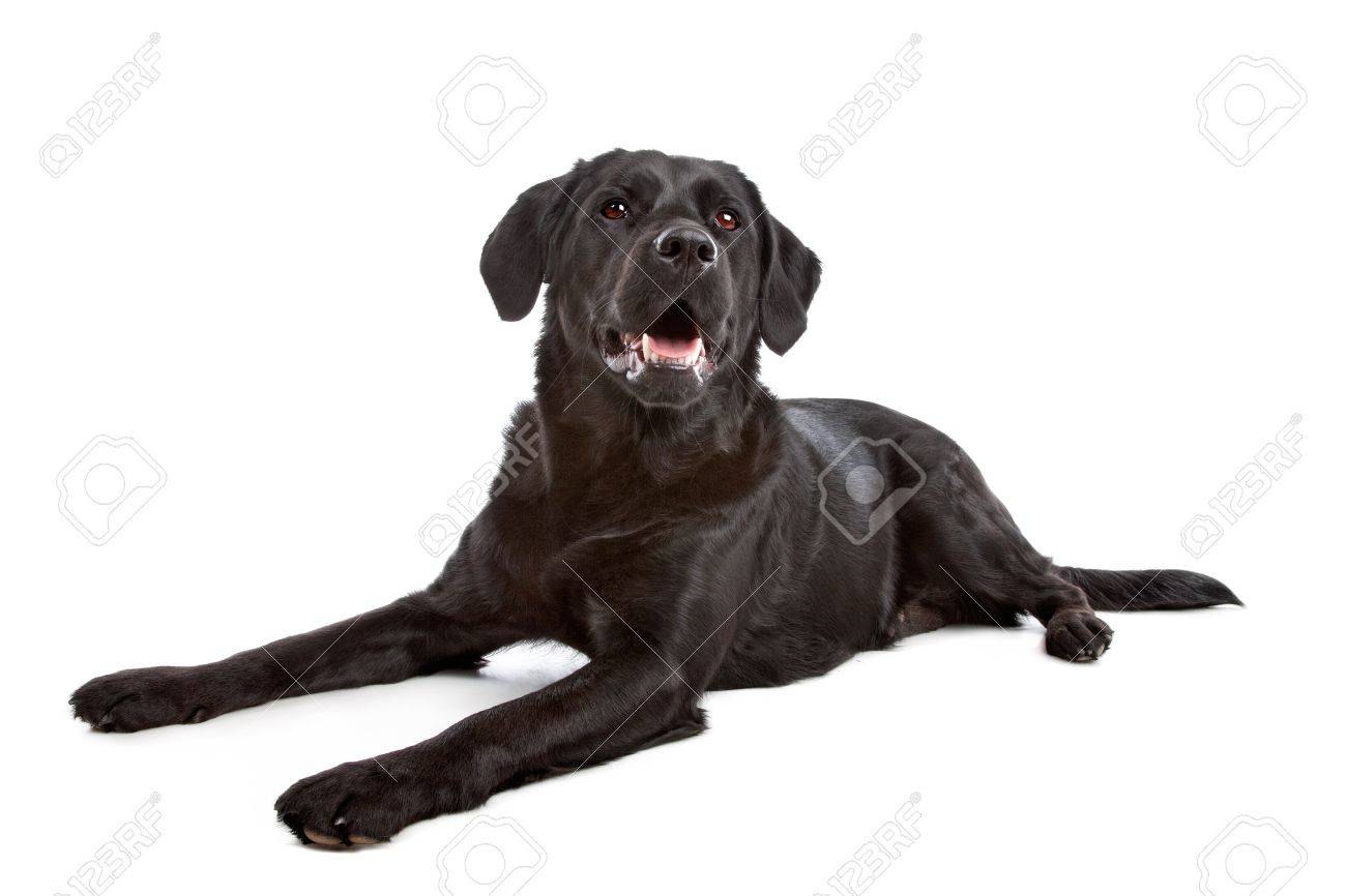 flat coat labrador