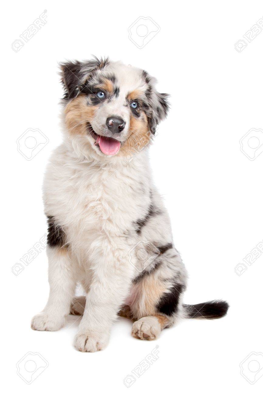 circle c australian shepherds australian people stock photos u0026 pictures royalty free australian circle c australian shepherds australian people stock photos u0026 pictures royalty free australian