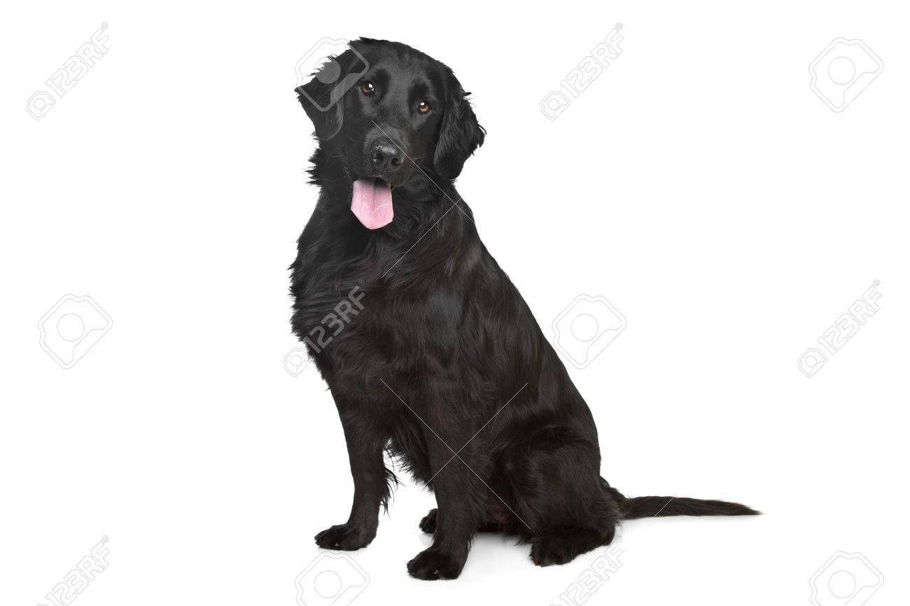 white flat coated retriever