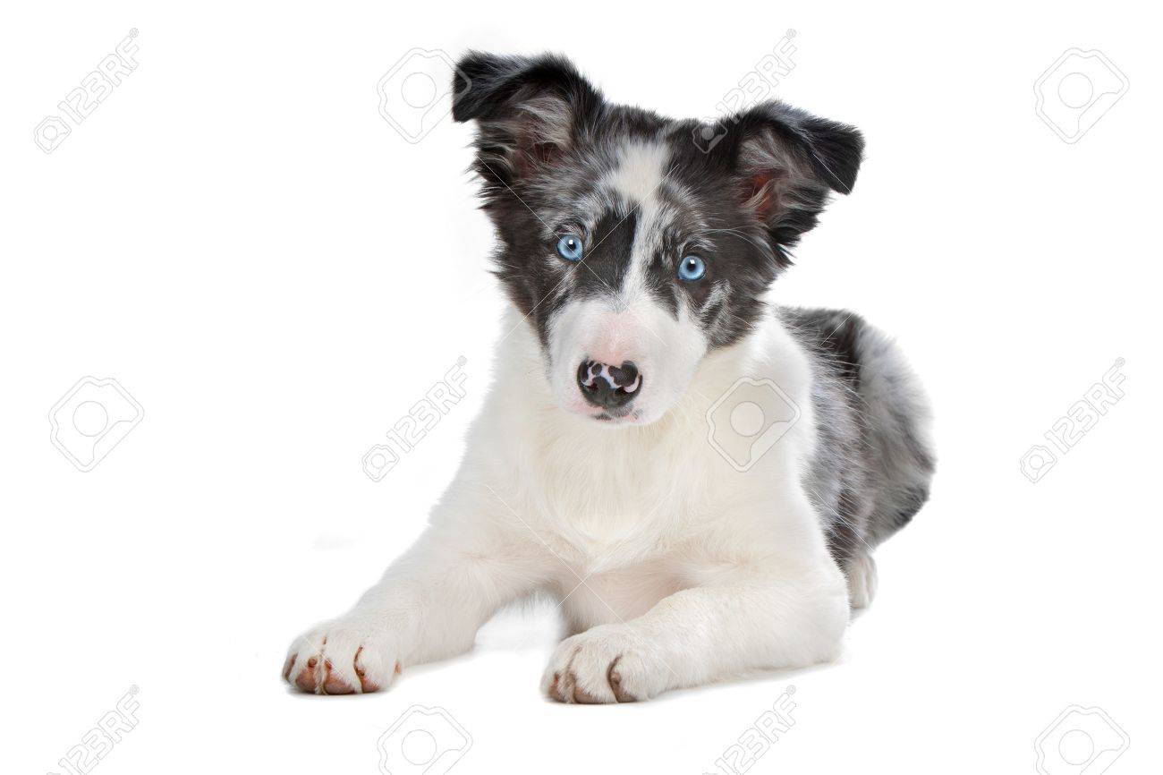 border collie blue merle
