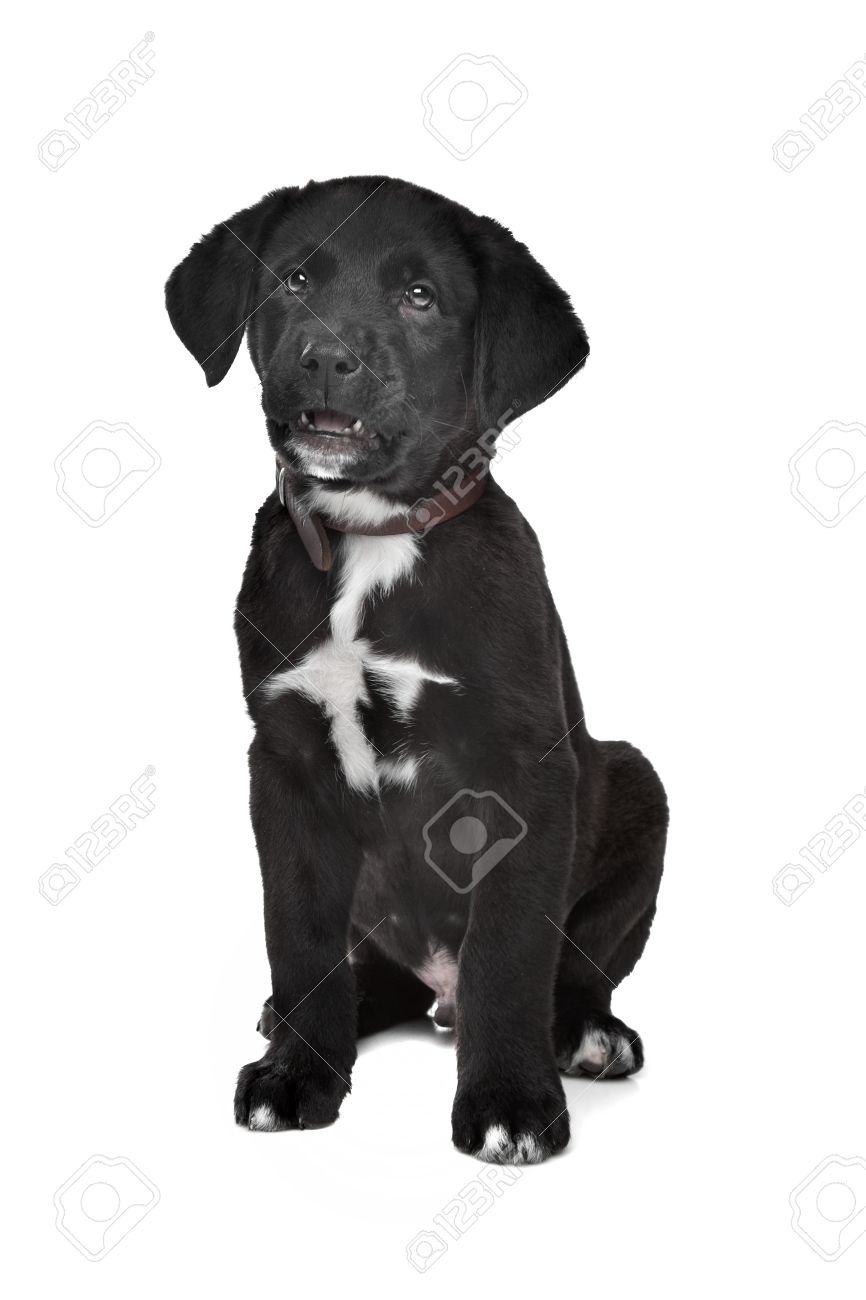 rottweiler great dane mix rottweiler great dane mix