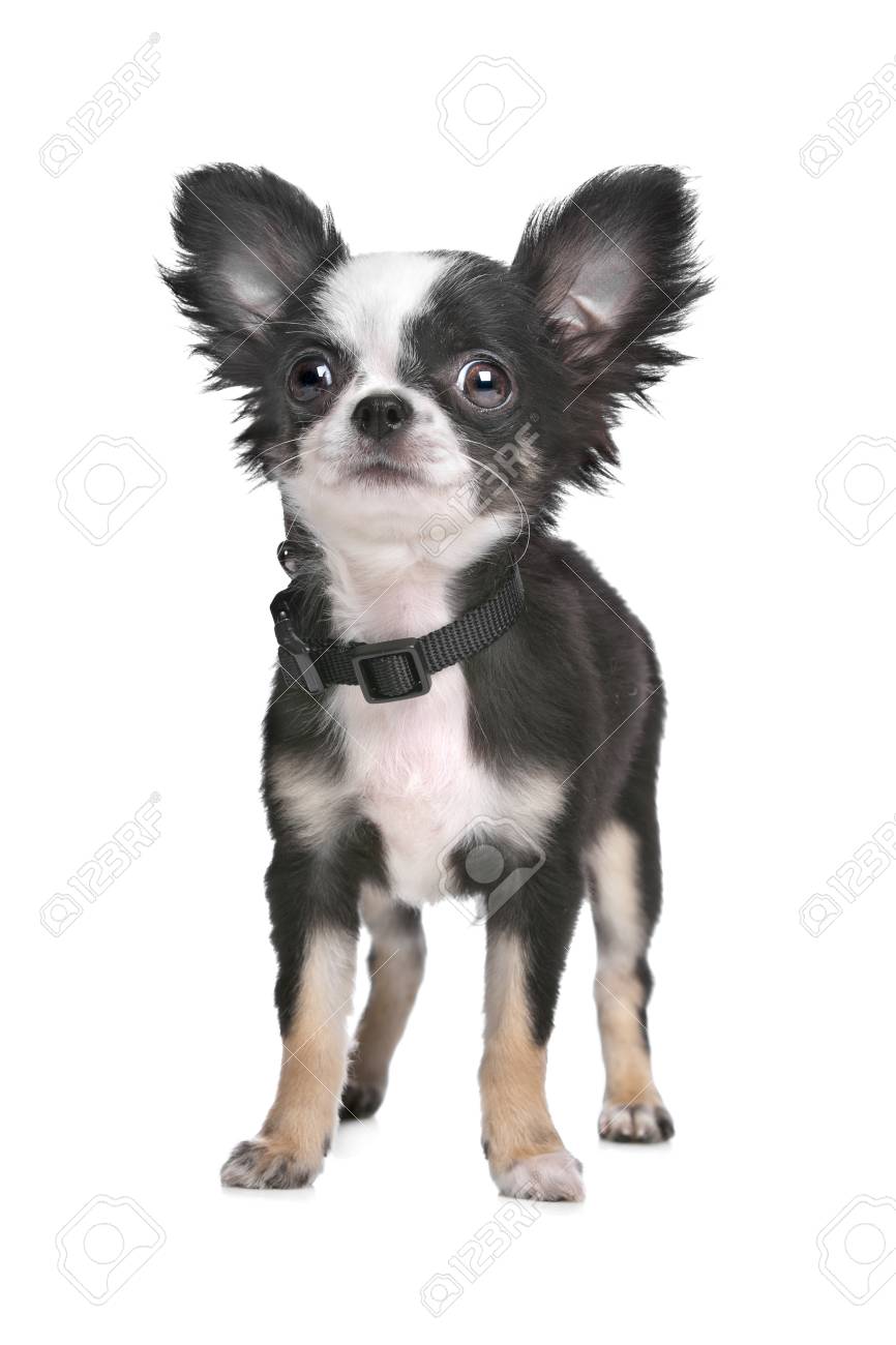 Immagini Stock Cucciolo Di Chihuahua Pelo Lungo Di Fronte A Uno
