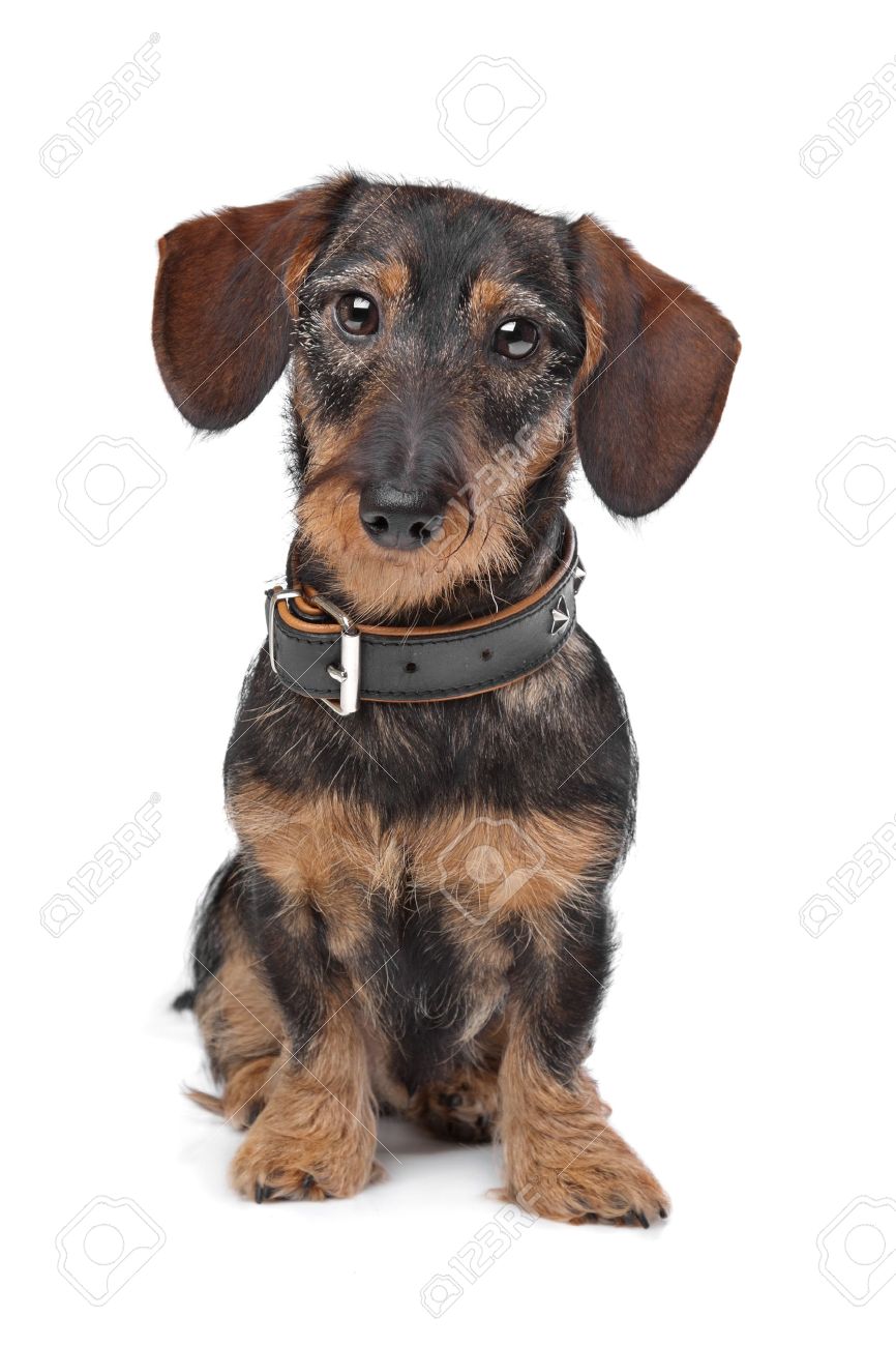 dapple wire haired dachshund
