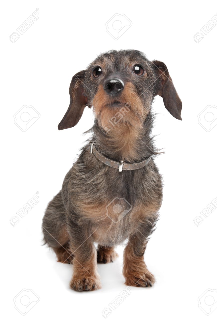 teckel wirehaired dachshund