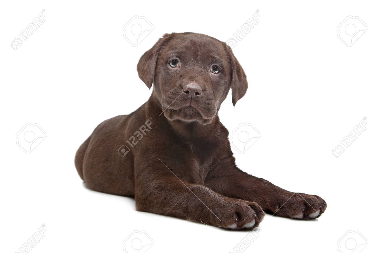 7 week old chocolate lab