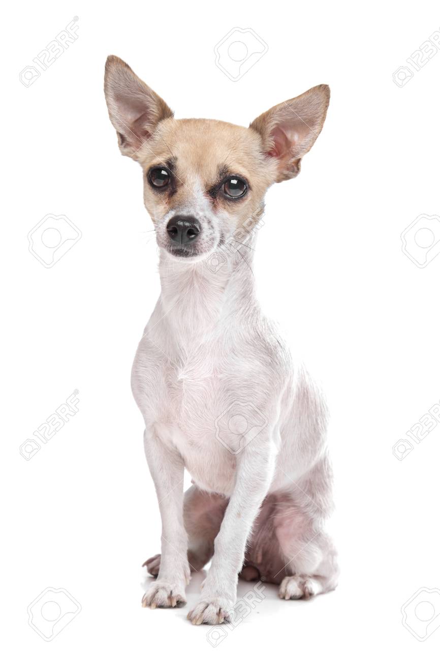 Short Haired Chihuahua Puppy In Front Of A White Background Stock