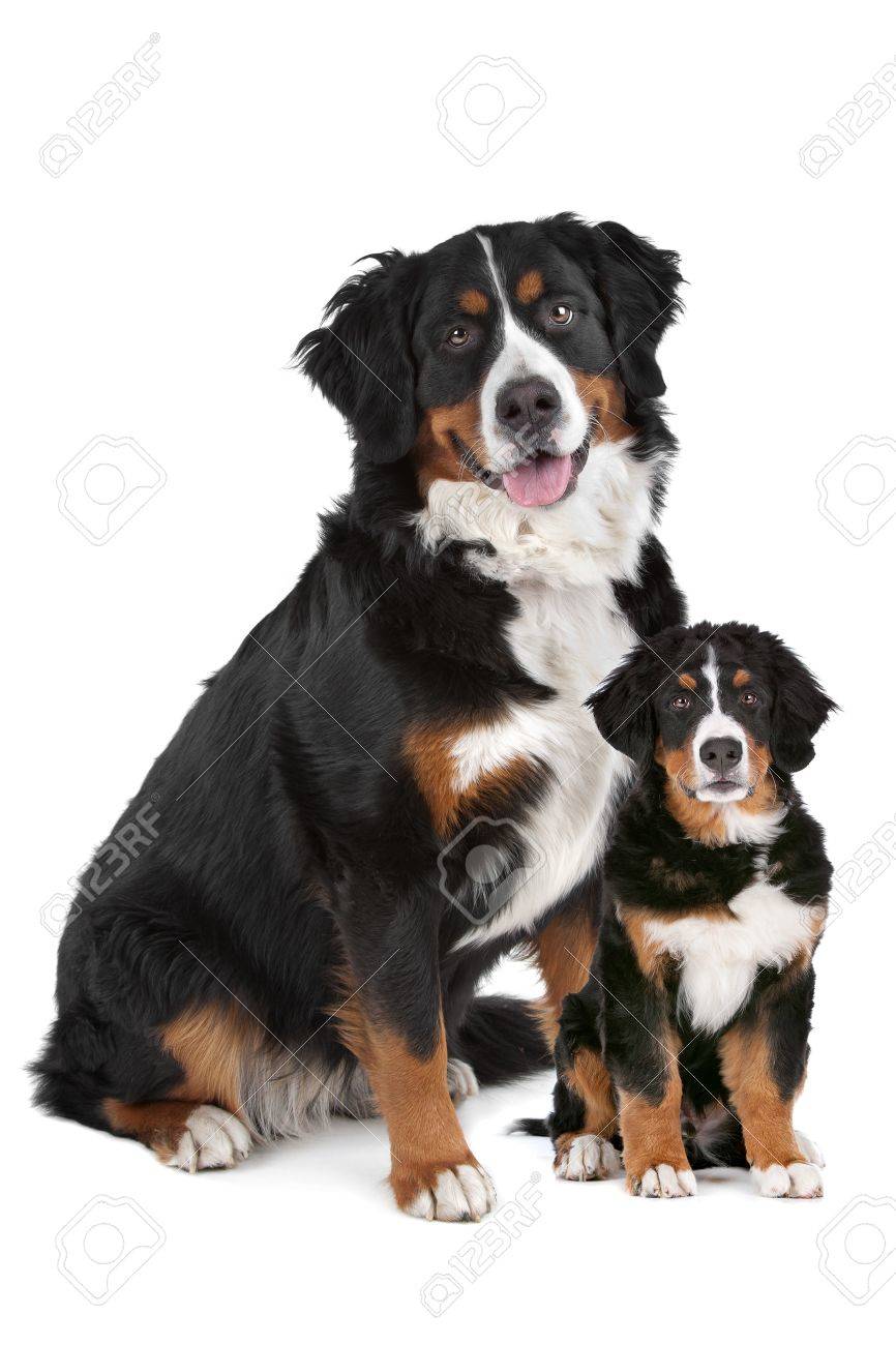 バーニーズ マウンテン ドッグの大人と白い背景の前で子犬 の写真素材 画像素材 Image バーニーズ マウンテン ドッグの大人と白い背景の前で子犬 の写真素材 画像素材 Image