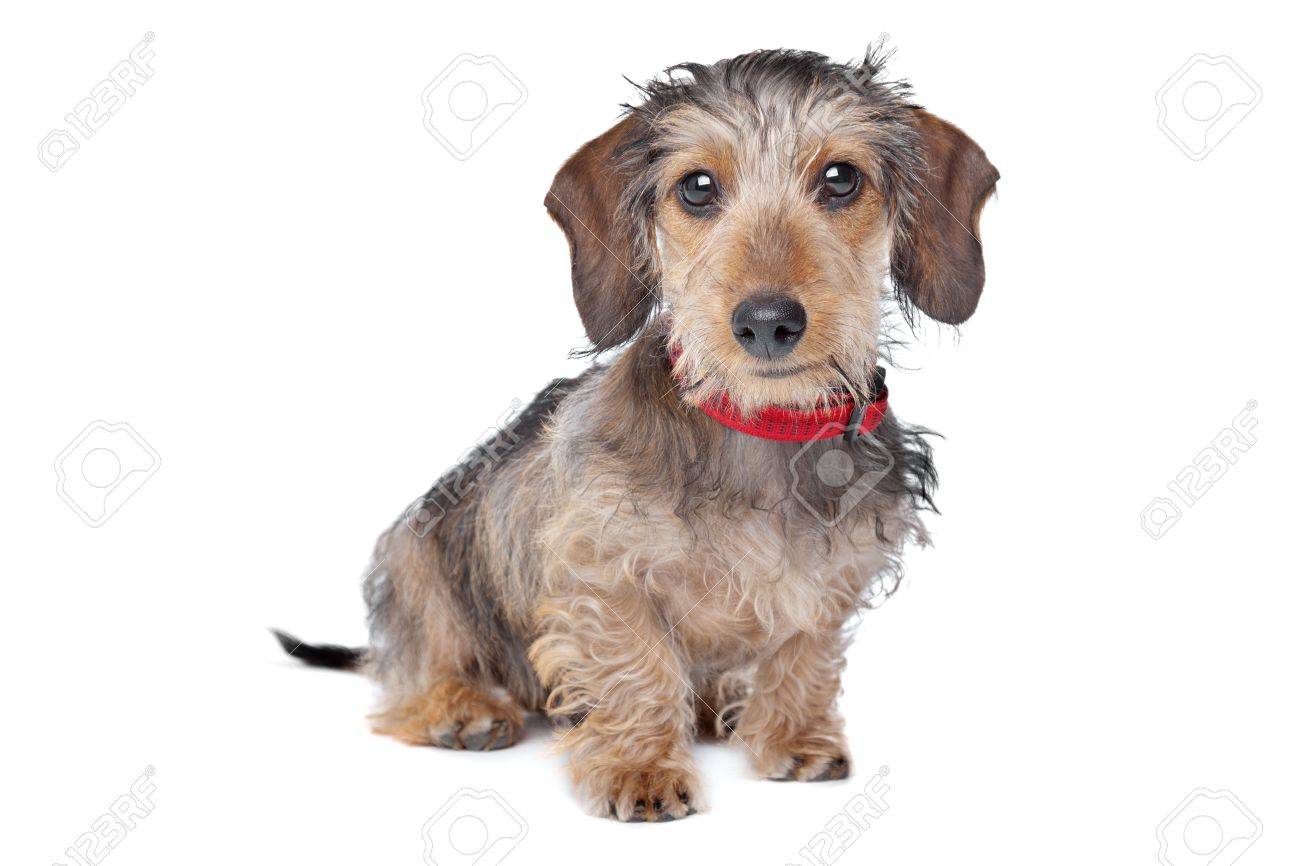 white wire haired dachshund