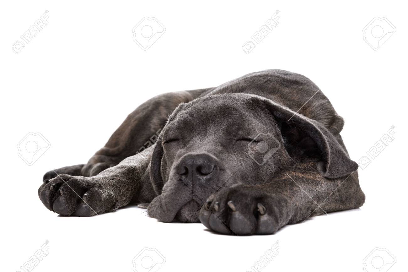 Immagini Stock Dormire Grigio Cane Corso Cucciolo Di Cane Intarsio