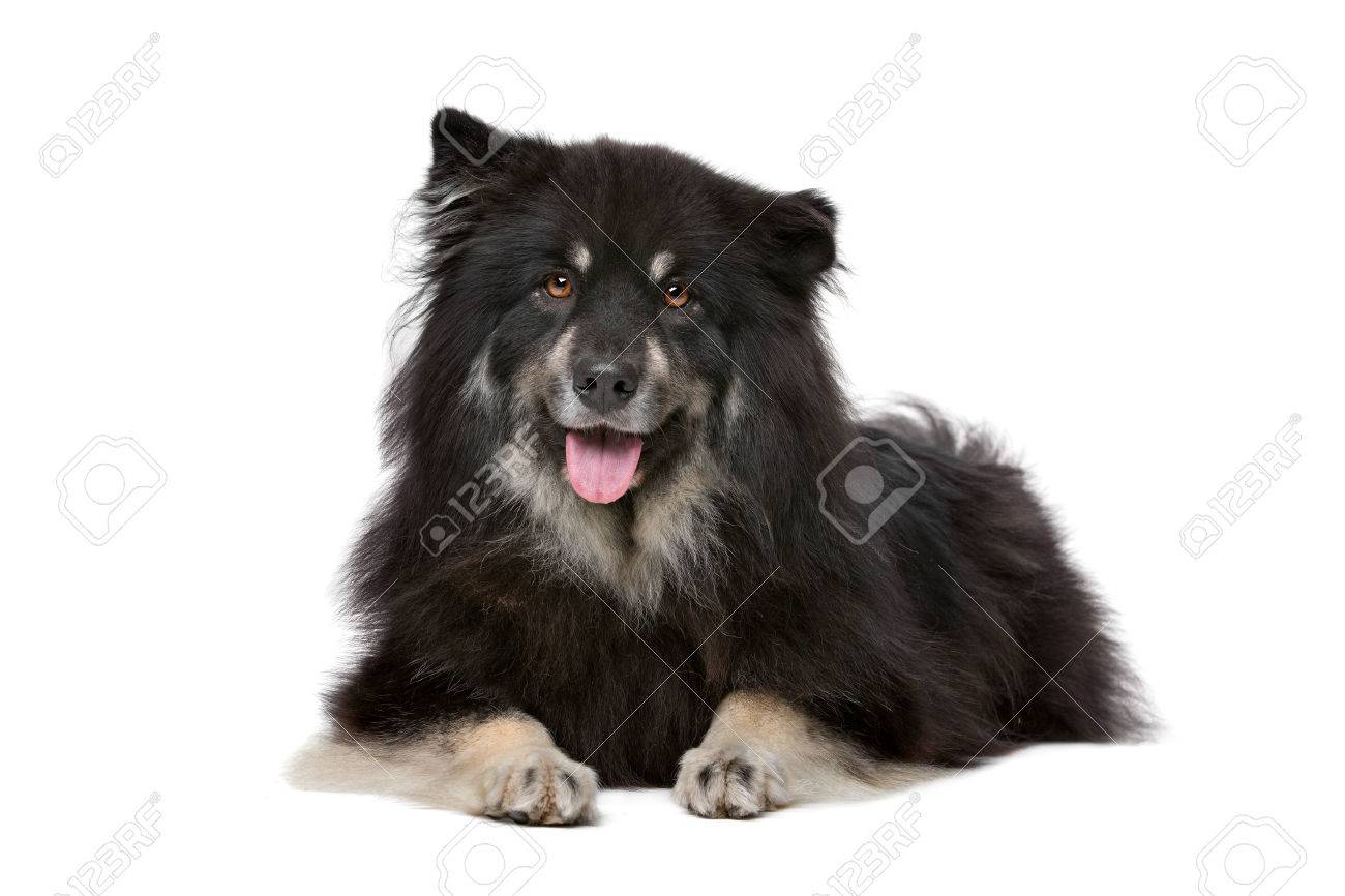 白い背景の前でフィニッシュ ラップフンド の写真素材 画像素材 Image