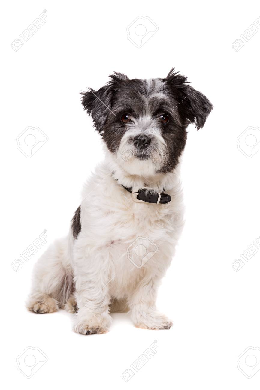 small grey and white dog
