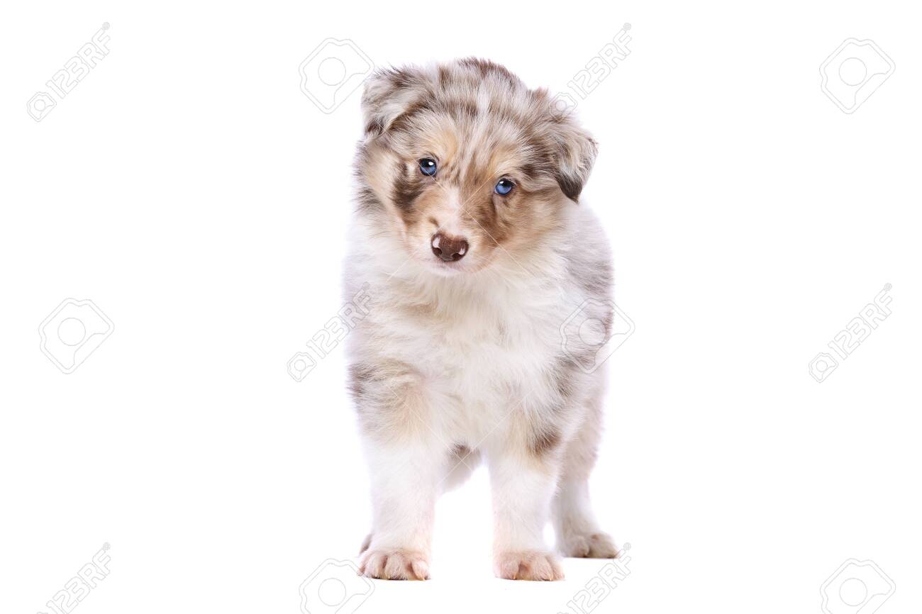 red merle border collie