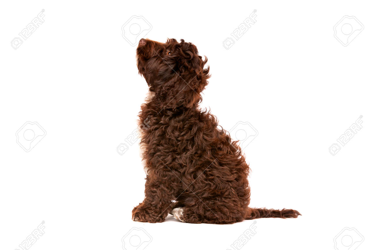 chocolate and white cockapoo