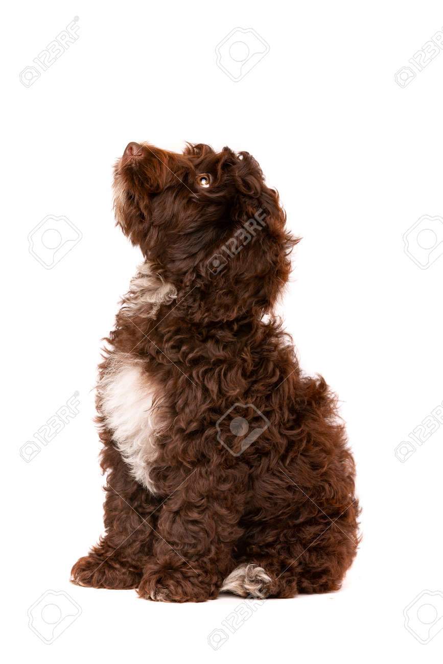 chocolate cockapoo puppies