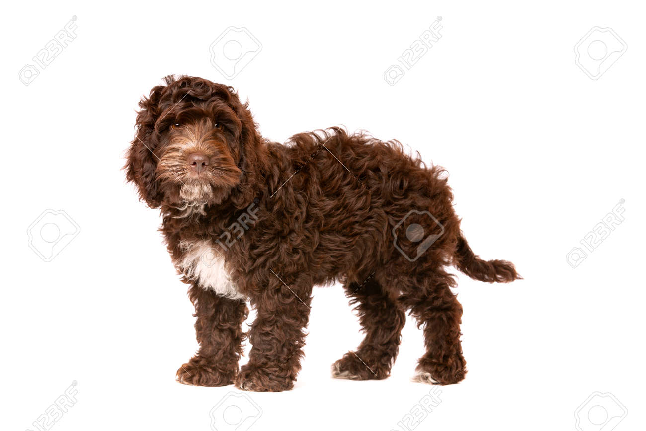 chocolate and white cockapoo