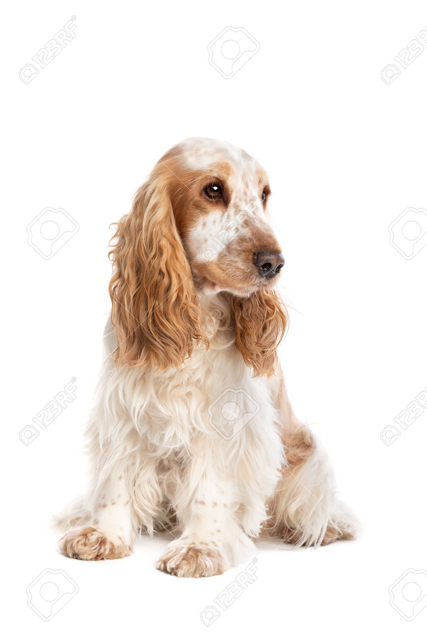 Orange Roan English Cocker Spaniel In Front Of A White Background Stock Photo Picture And Royalty Free Image Image