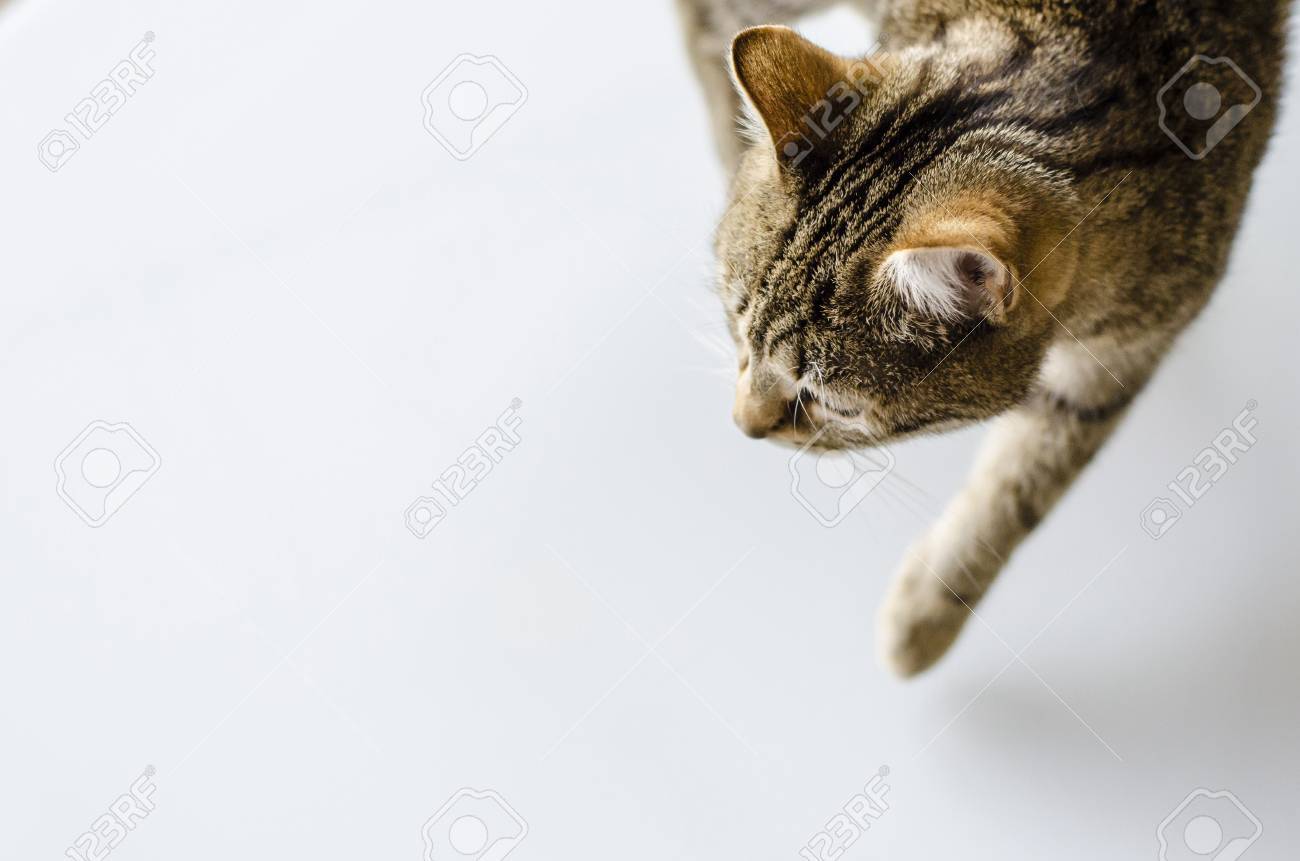 etiam-dictum-ipsum-a-felis