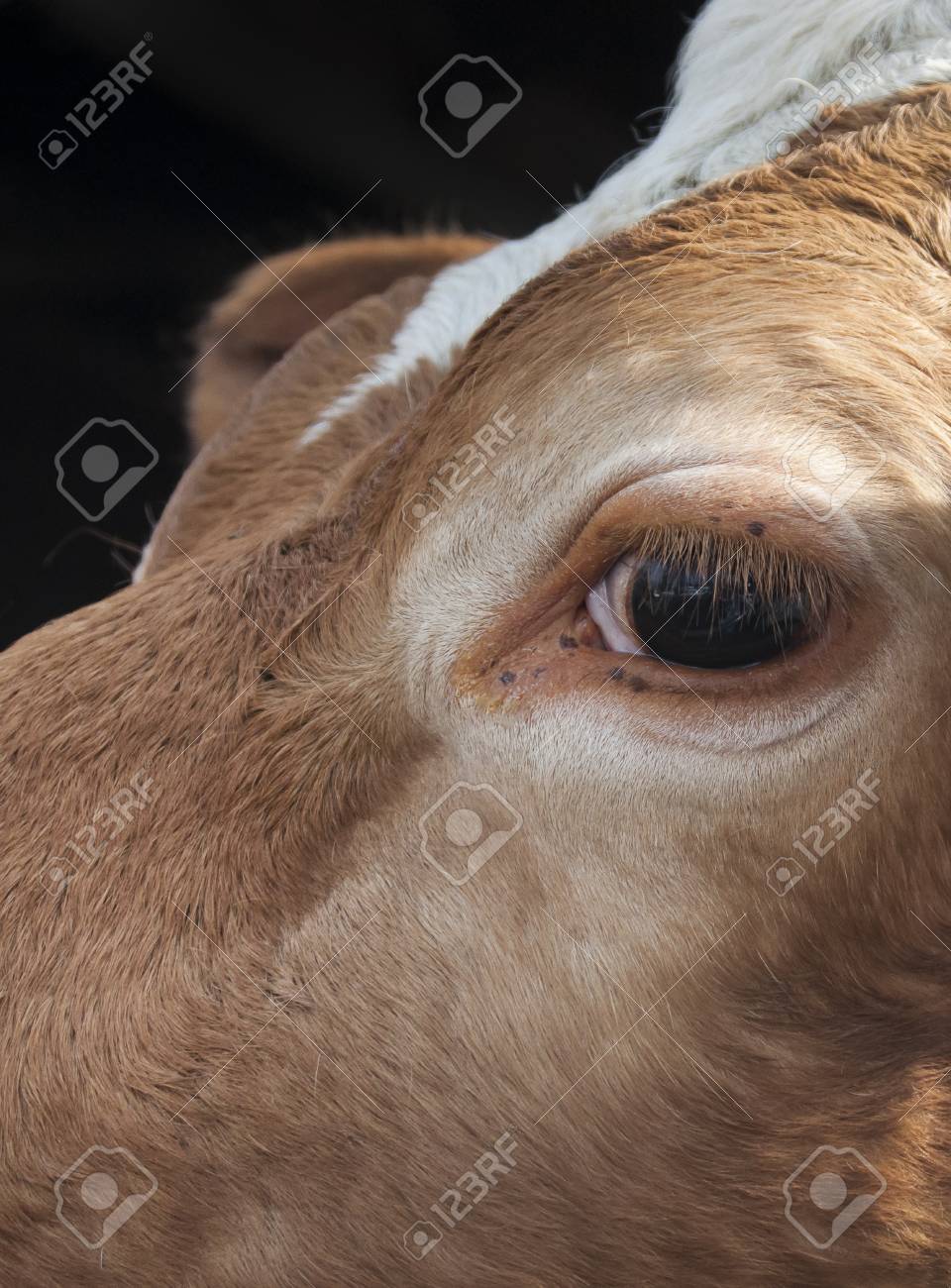 etiam-dictum-ipsum-a-felis