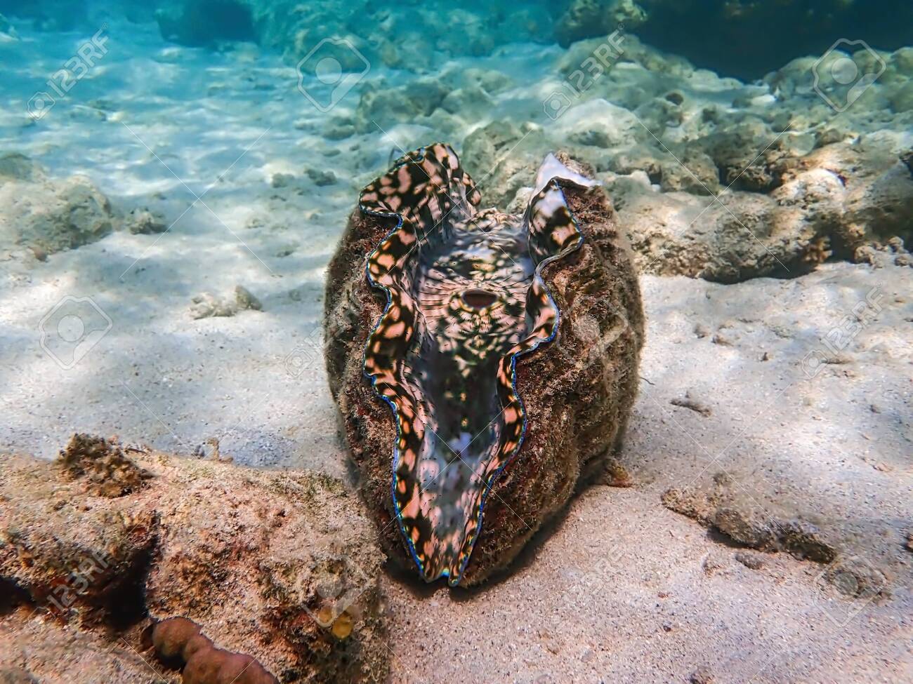 Giant Clam With Beautiful Interior Sitting On Sandy Ocean Floor